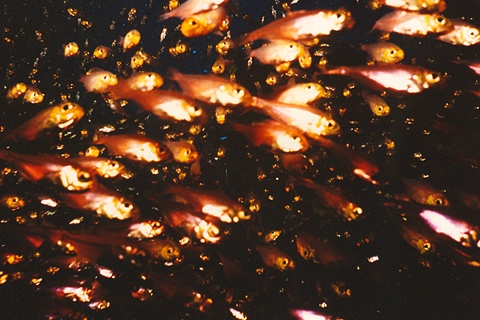 Nautilus : Photos nature, mer, hôtel, restaurant, bar, mer