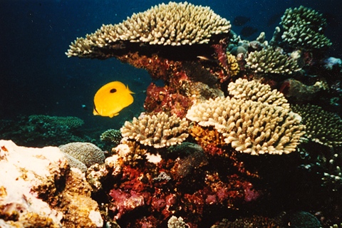 Nautilus : Photos nature, mer, hôtel, restaurant, bar, mer