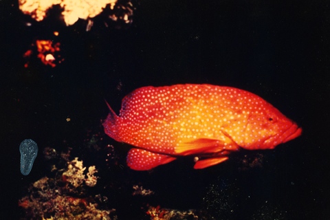 Nautilus : Photos nature, mer, hôtel, restaurant, bar, mer