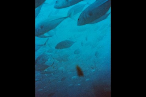 Nautilus : Photos nature, mer, hôtel, restaurant, bar, mer