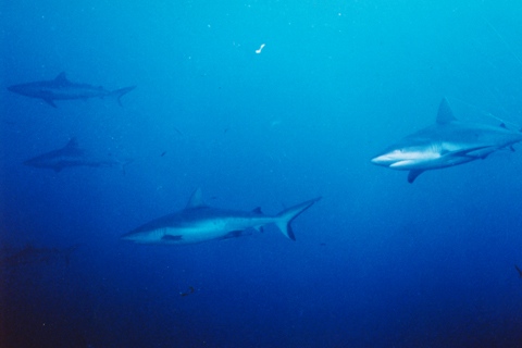 Nautilus : Photos nature, mer, hôtel, restaurant, bar, mer