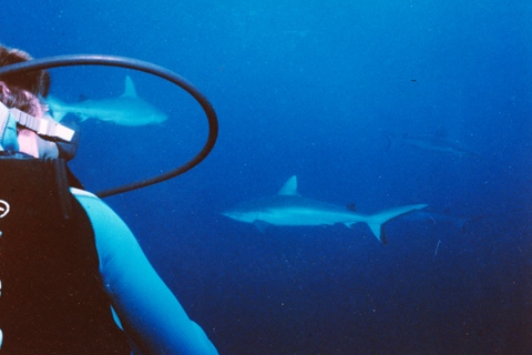 Nautilus : Photos nature, mer, hôtel, restaurant, bar, mer