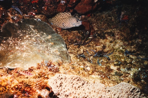 Nautilus : plongée sous-marine