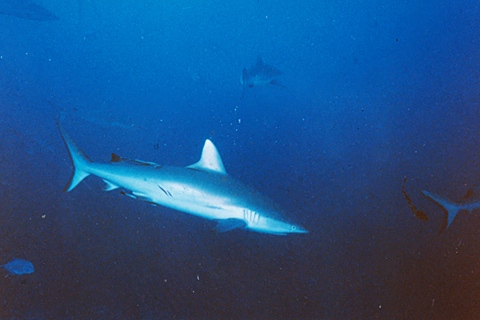 Nautilus : plongée sous-marine